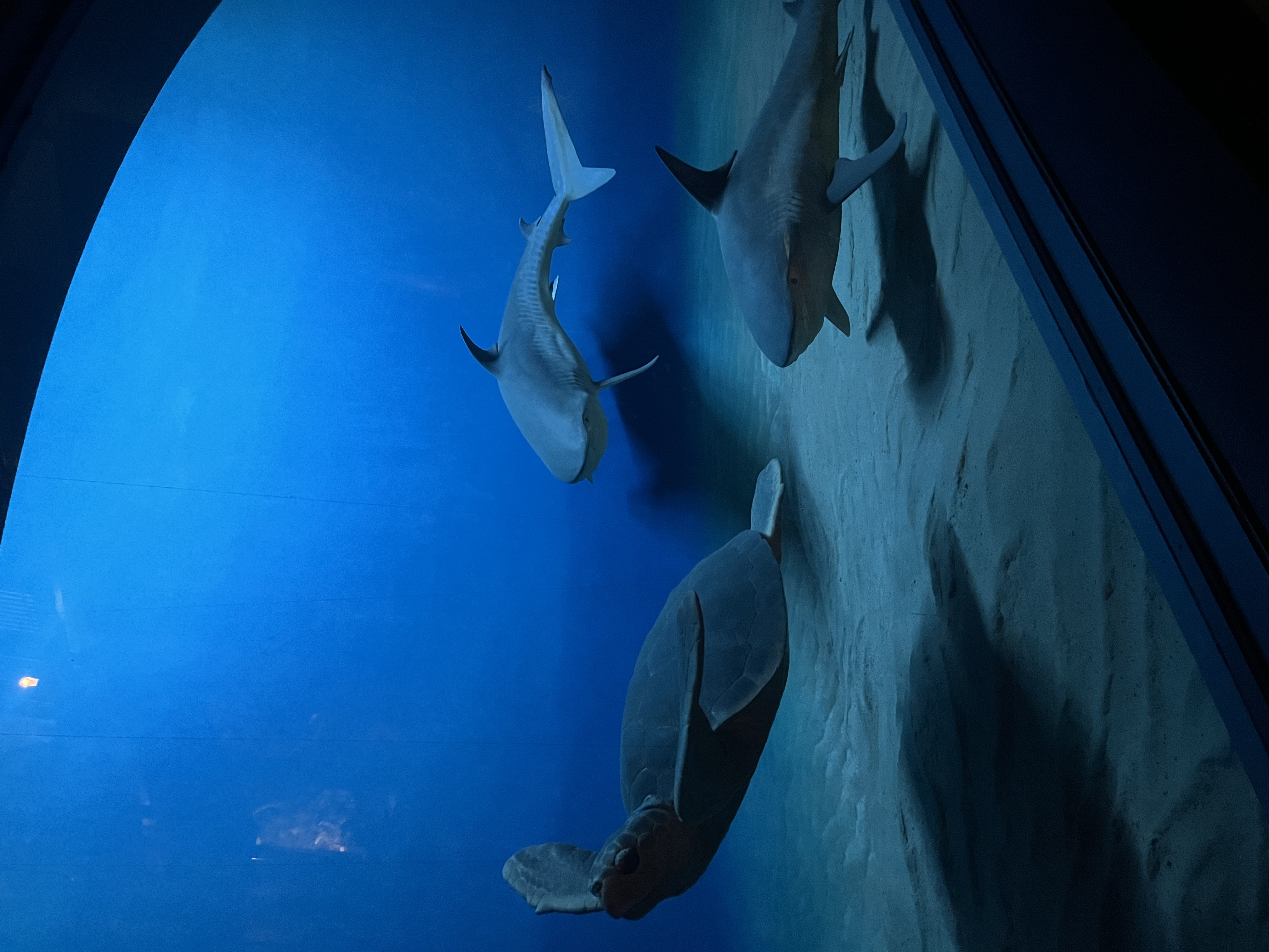 diorama of a turtle being chased by 2 sharks